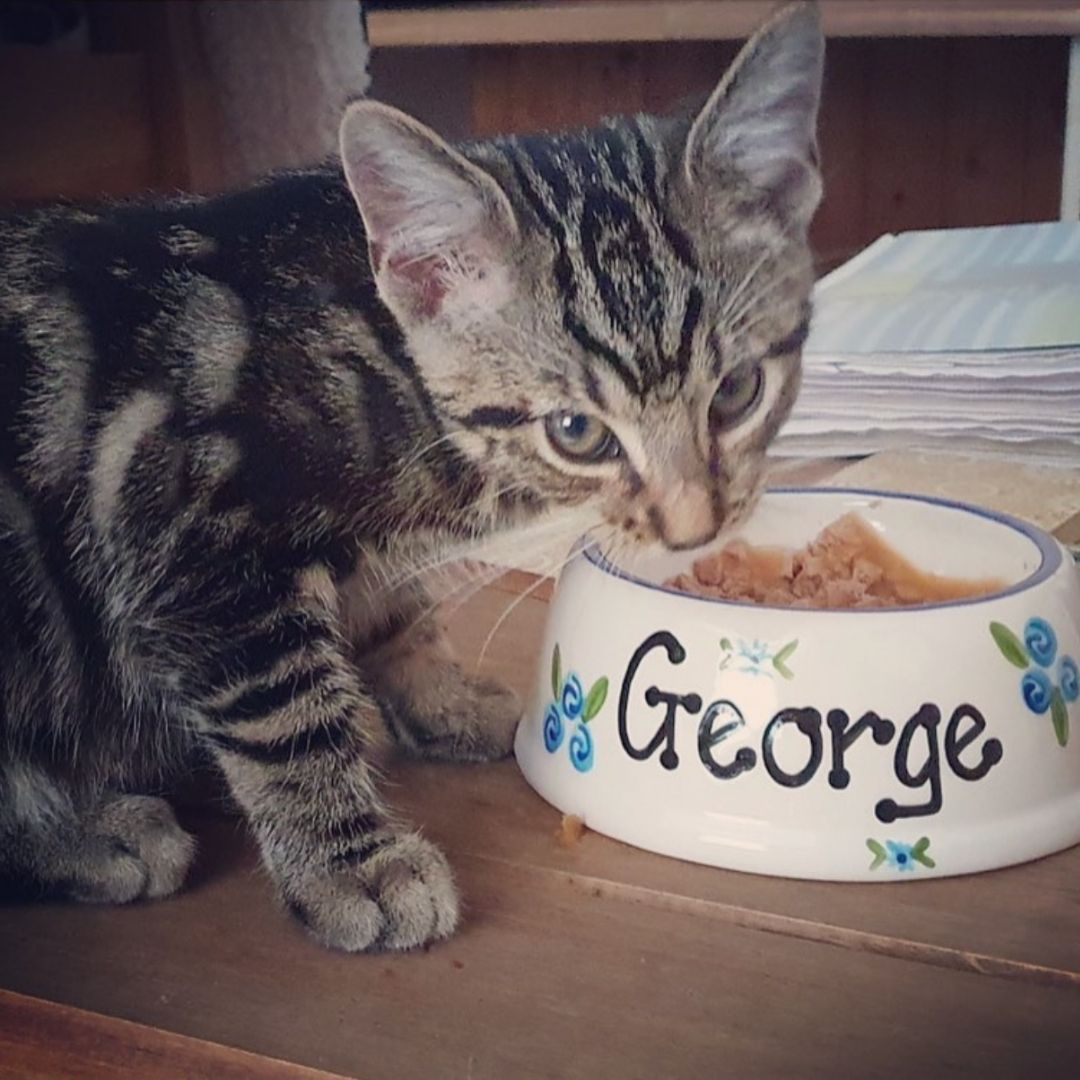 Personalised Cat Bowls