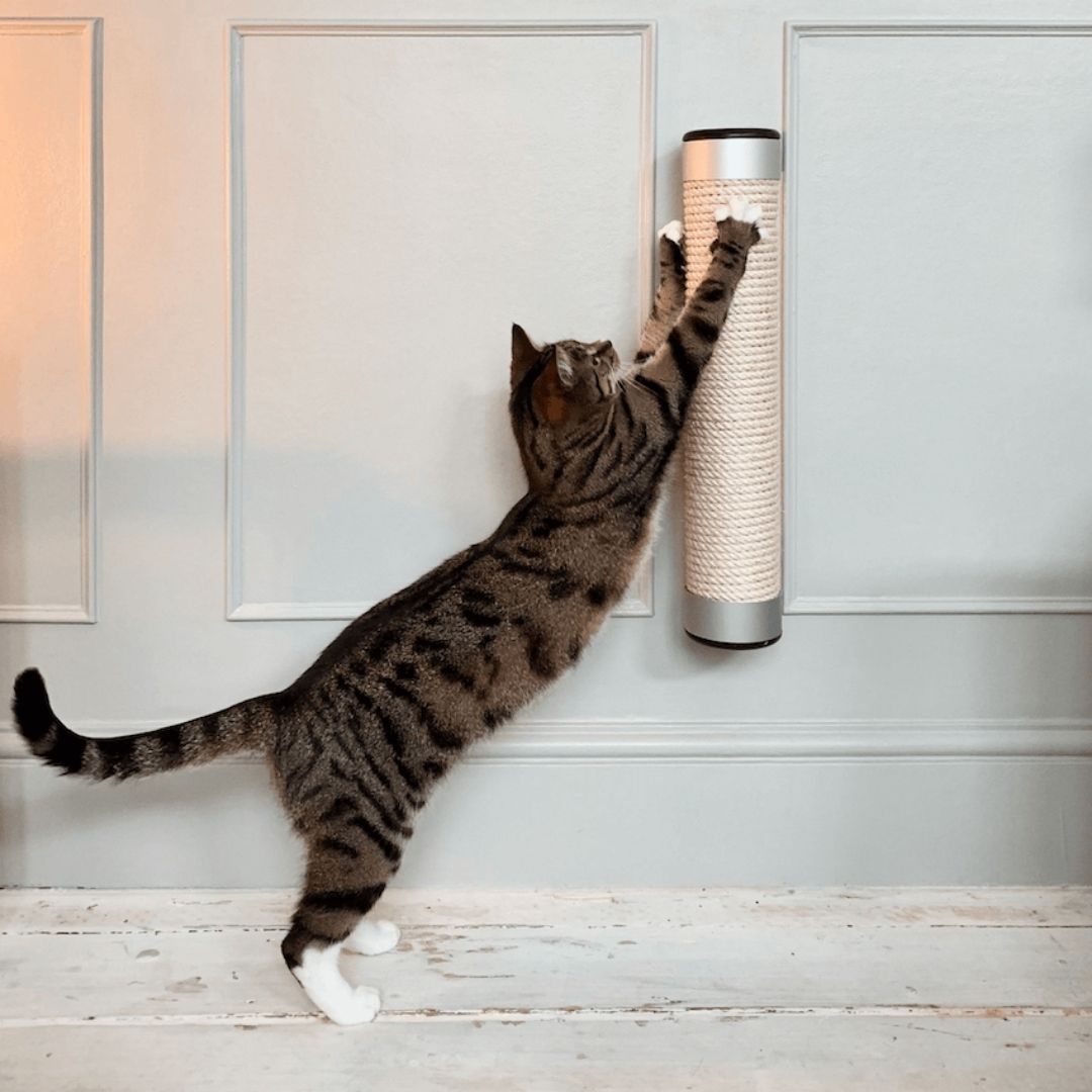 Kitten Scratching Posts