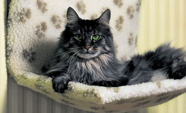 Cat Radiator Beds