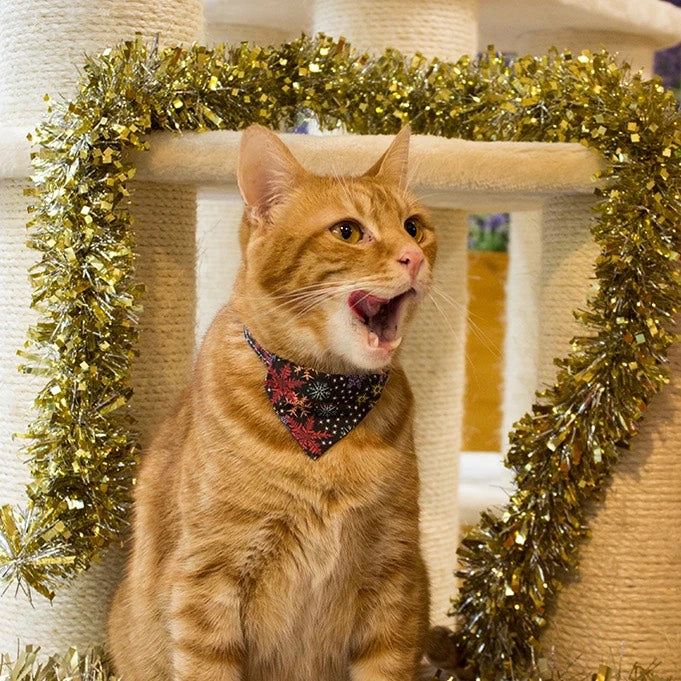 Christmas Gifts For Cats