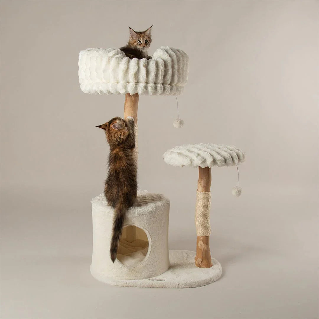 Cat Scratching Furniture