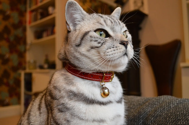 Luxury Cat Collars