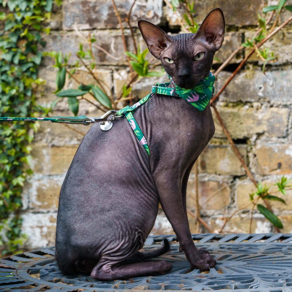 Combs Vegan Cat Harness