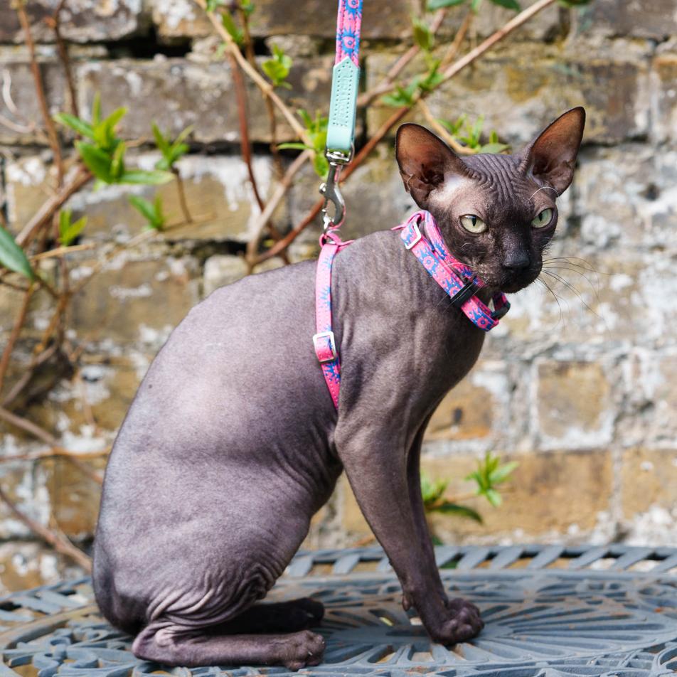 Nebula Vegan Cat Harness