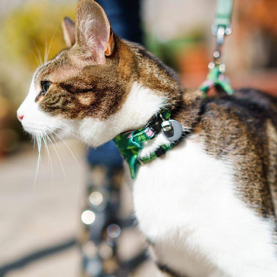 Combs Vegan Breakaway Cat Collar