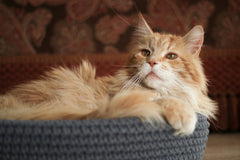 Coco Cat Bed Anthracite Grey by Labbvenn