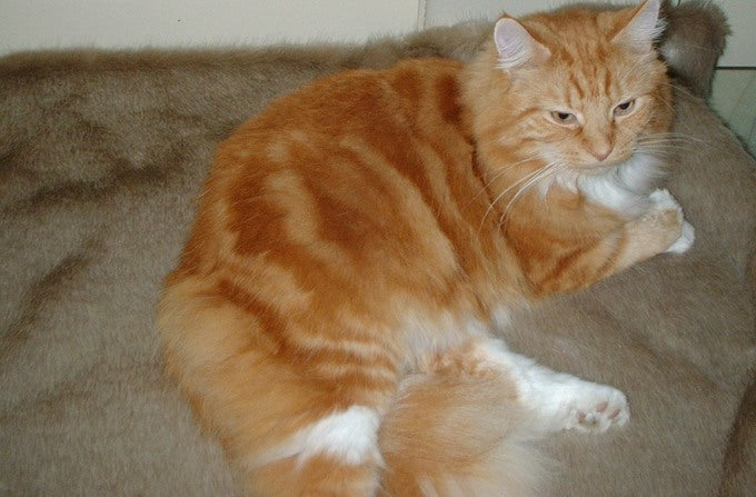 Luxury Honey Blonde Faux Fur Cat Blanket