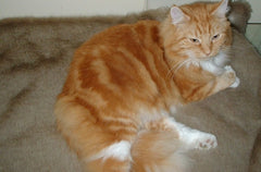 Luxury Honey Blonde Faux Fur Cat Blanket