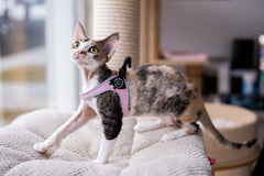 Tre Ponti Easy Fit Liberta Pink Cat Harness with No Escape Adjustable Closure
