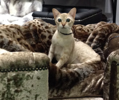 Sandringham Cat Chesterfield Truffle Crushed Velvet