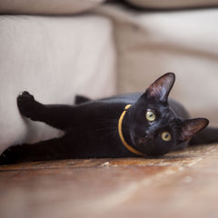 Corduroy Cat Collar – Mustard