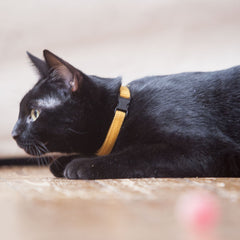 Corduroy Cat Collar – Mustard