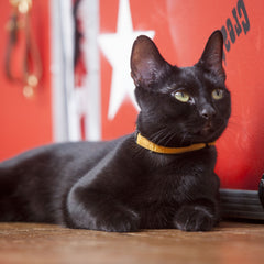 Corduroy Cat Collar – Mustard