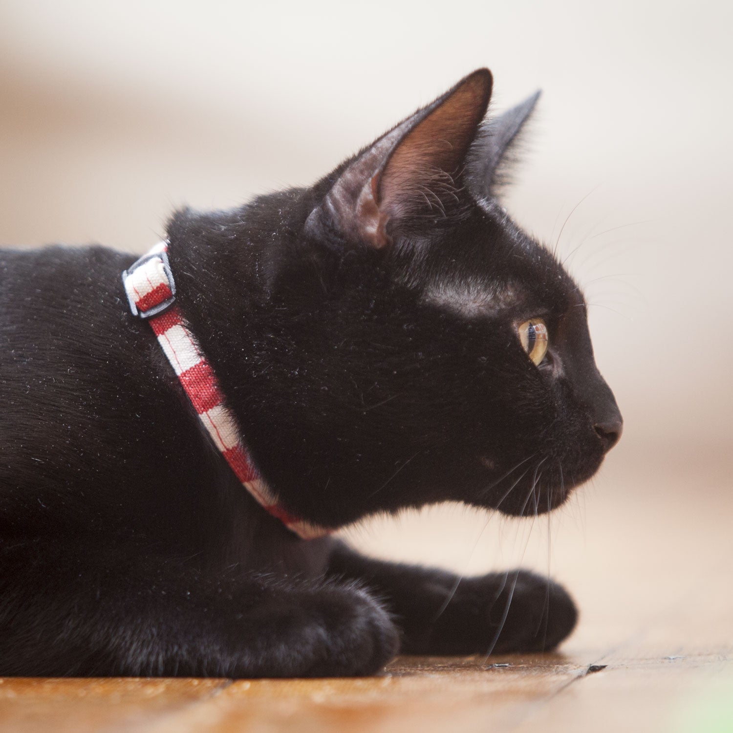 Red and White Stripe Cat Collar