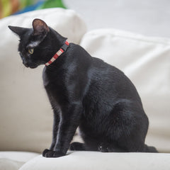 Red and White Stripe Cat Collar