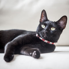 Red and White Stripe Cat Collar