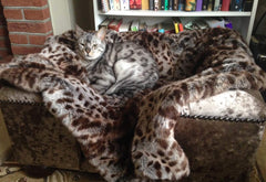 Sandringham Cat Chesterfield Truffle Crushed Velvet