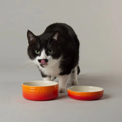 Ombre 2 Piece Cat Food Bowl & Saucer Set - Orange