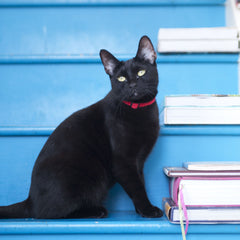 Corduroy Cat Collar – Red