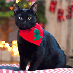 Christmas Tree Cat Bandana