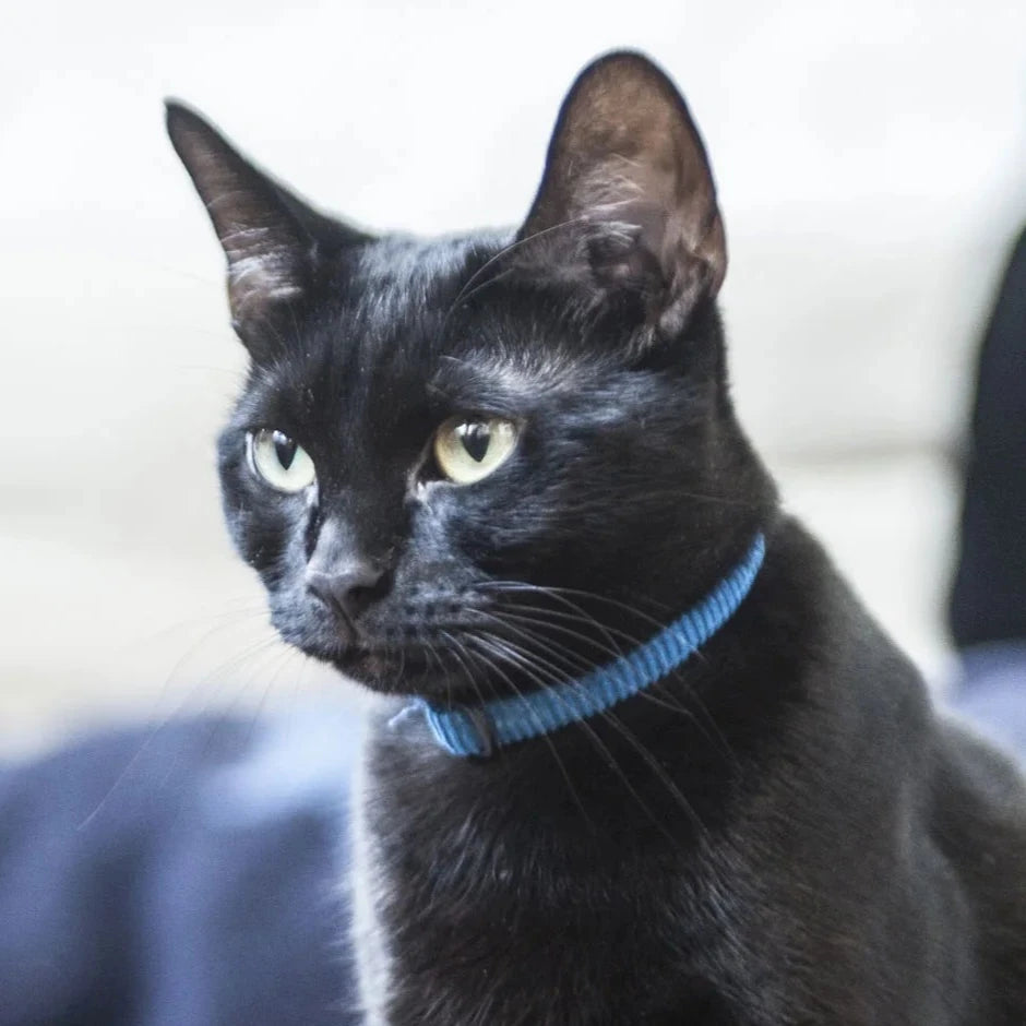 Corduroy Cat Collar – Blue