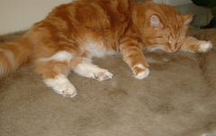 Luxury Honey Blonde Faux Fur Cat Blanket