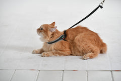 Tre Ponti Easy Fit Liberta Black Cat Harness with No Escape Adjustable Closure