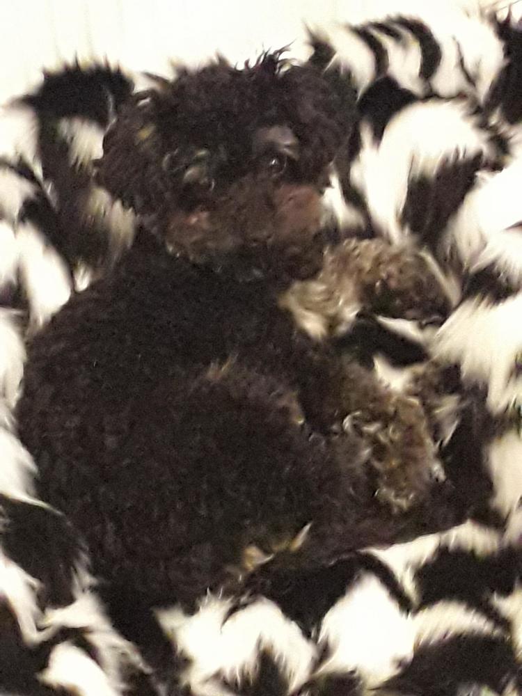 Luxury Tissavel Houndstooth Faux Fur Cat Blanket