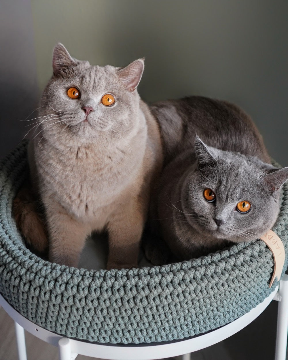 Coco Cat Bed Green by Labbvenn