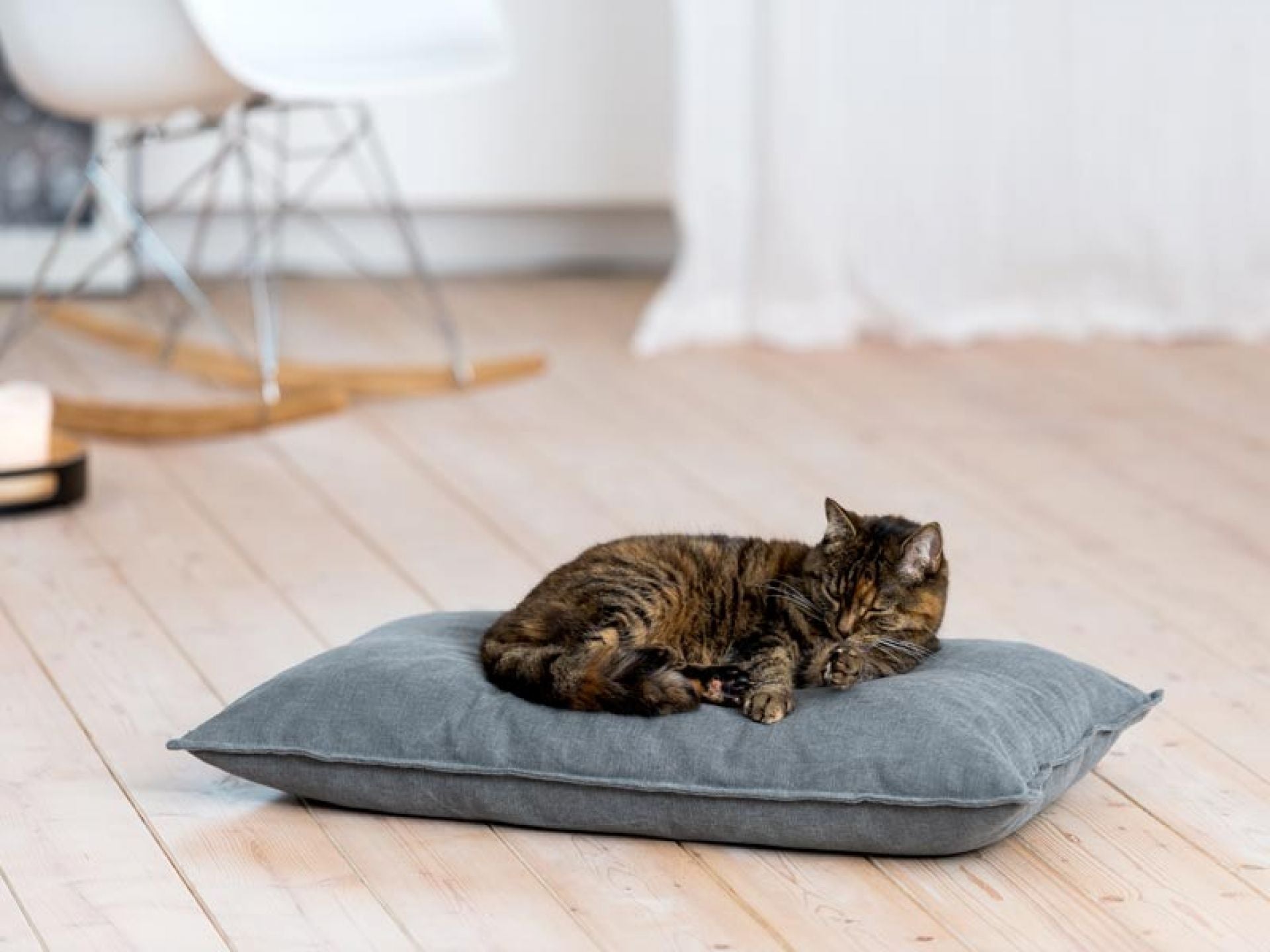 Luxury Divan Uno Cat Bed