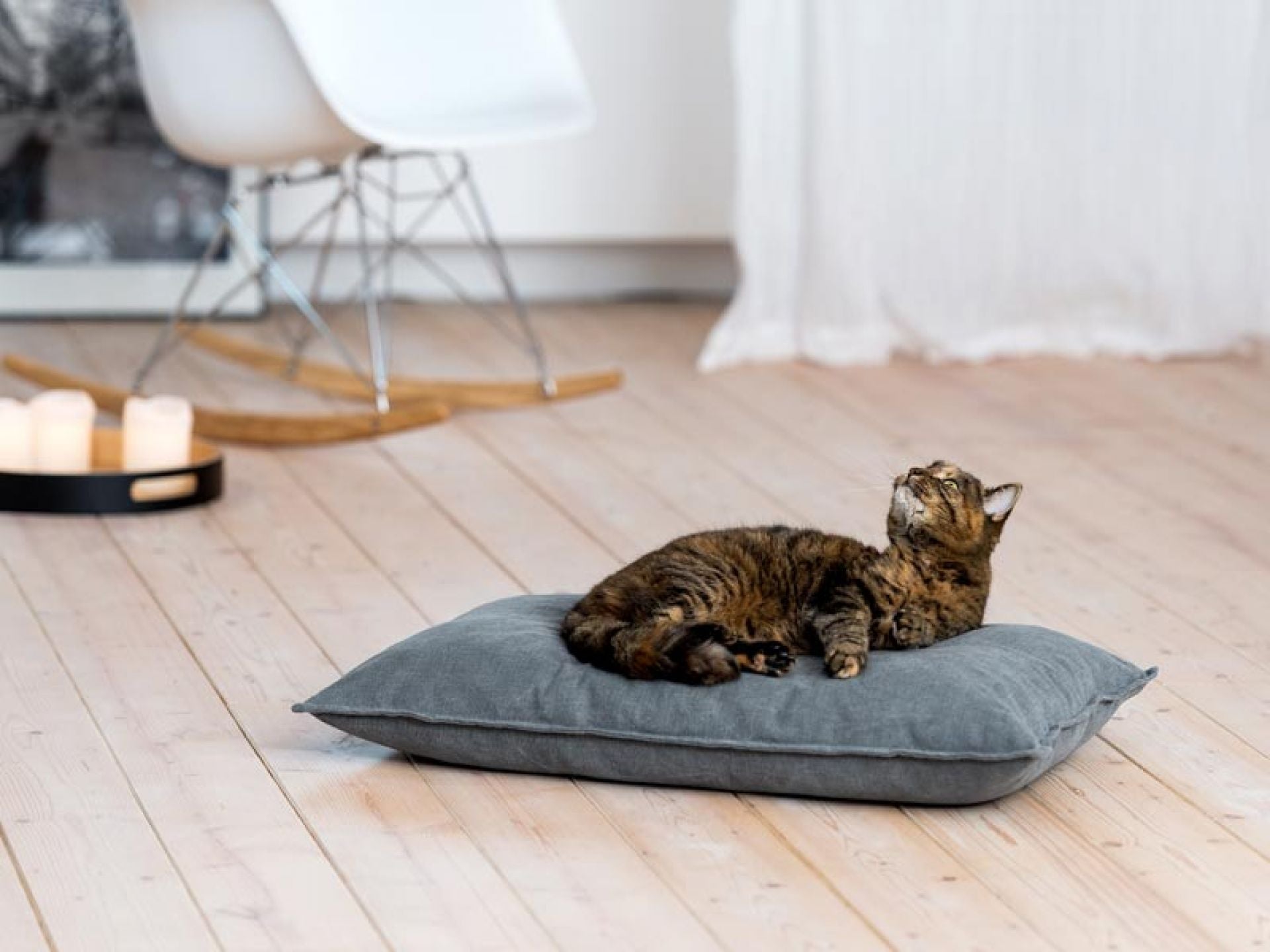 Luxury Divan Uno Cat Bed