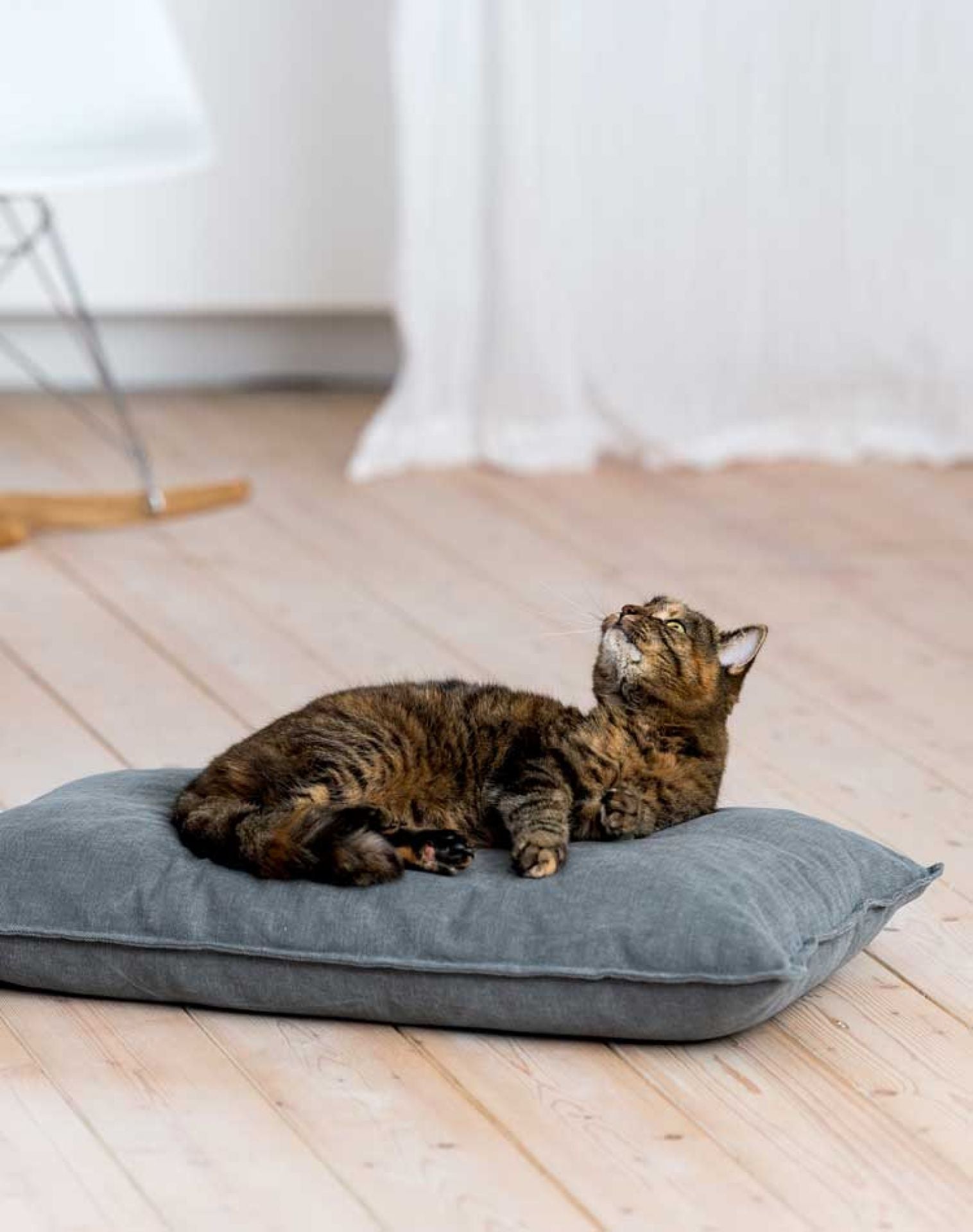 Luxury Divan Uno Cat Bed