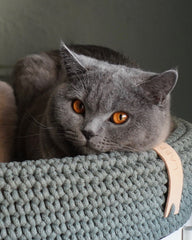 Coco Cat Bed Green by Labbvenn