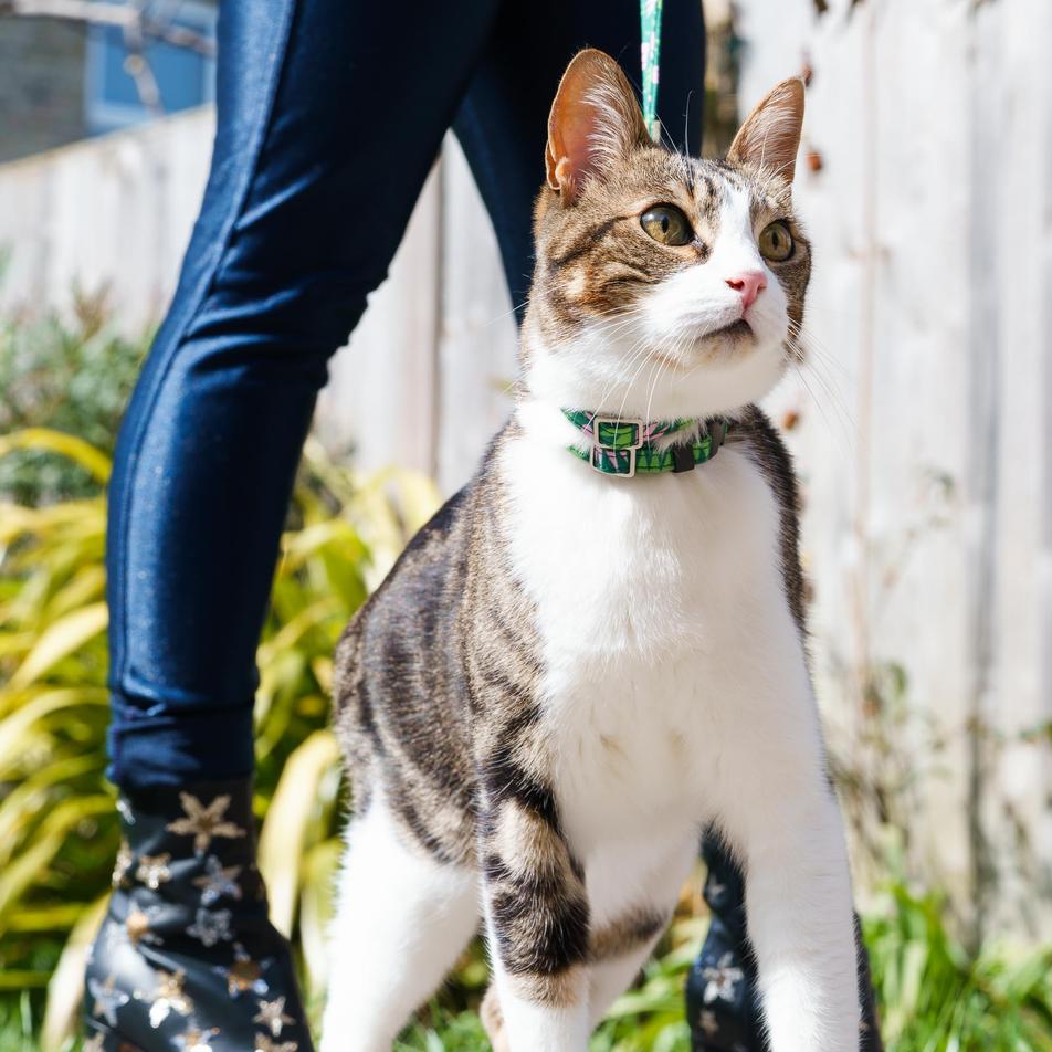 Combs Vegan Breakaway Cat Collar