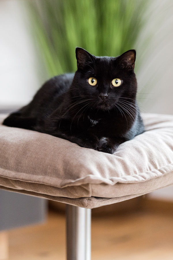 Luxury Poet Cat Bed Stand