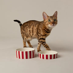 Amalfi Striped 2 Piece Cat Food Bowl & Saucer Set - Red
