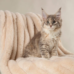 Aspen Cat Blanket - Cream 6