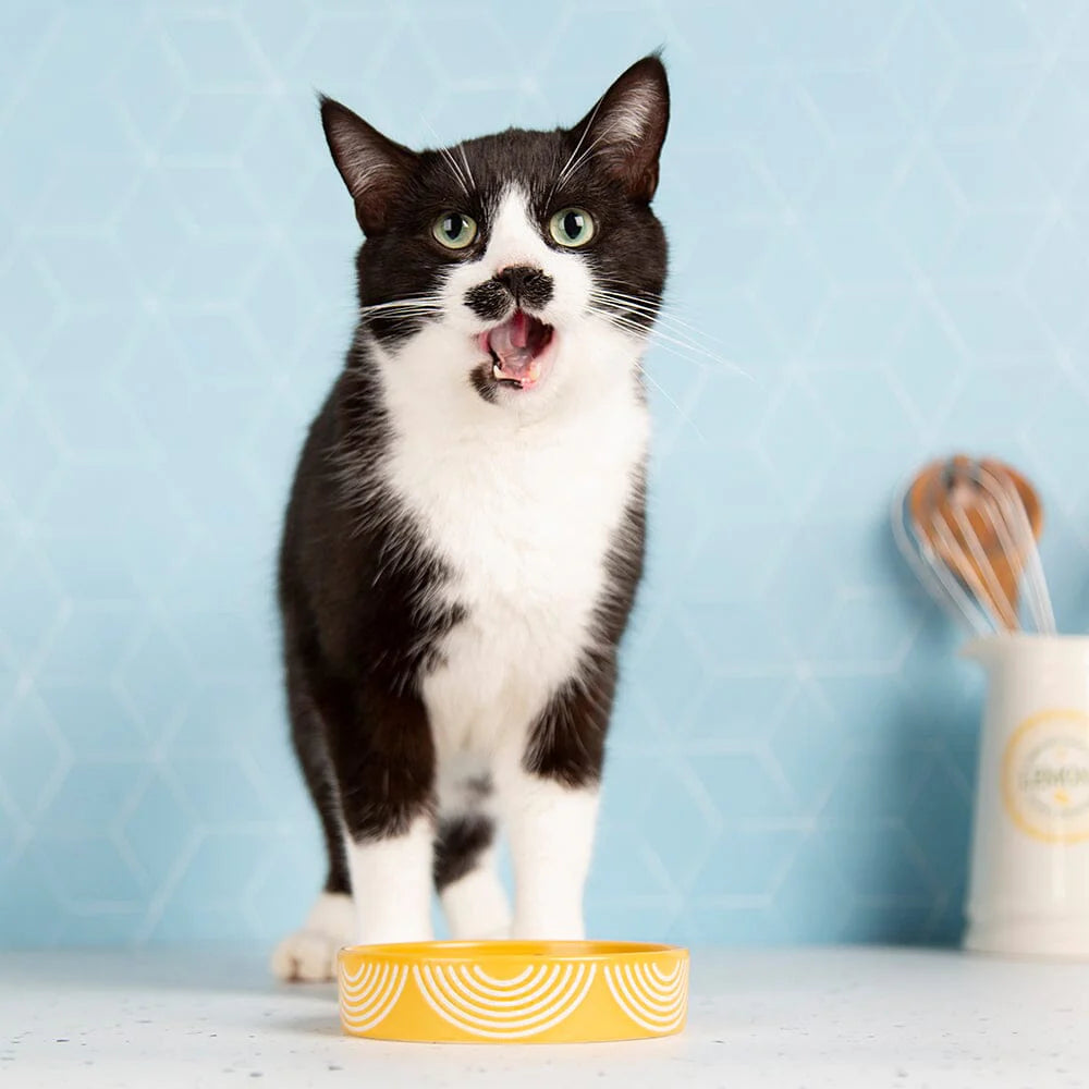 Aztec 2 Piece Cat Food Bowl & Saucer Set - Sunflower Yellow