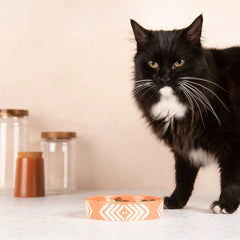 Aztec 2 Piece Cat Food Bowl & Saucer Set - Terracotta Orange