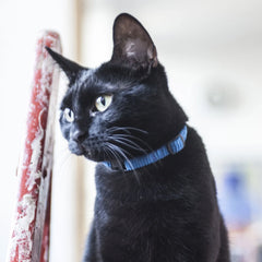 Corduroy Cat Collar – Blue