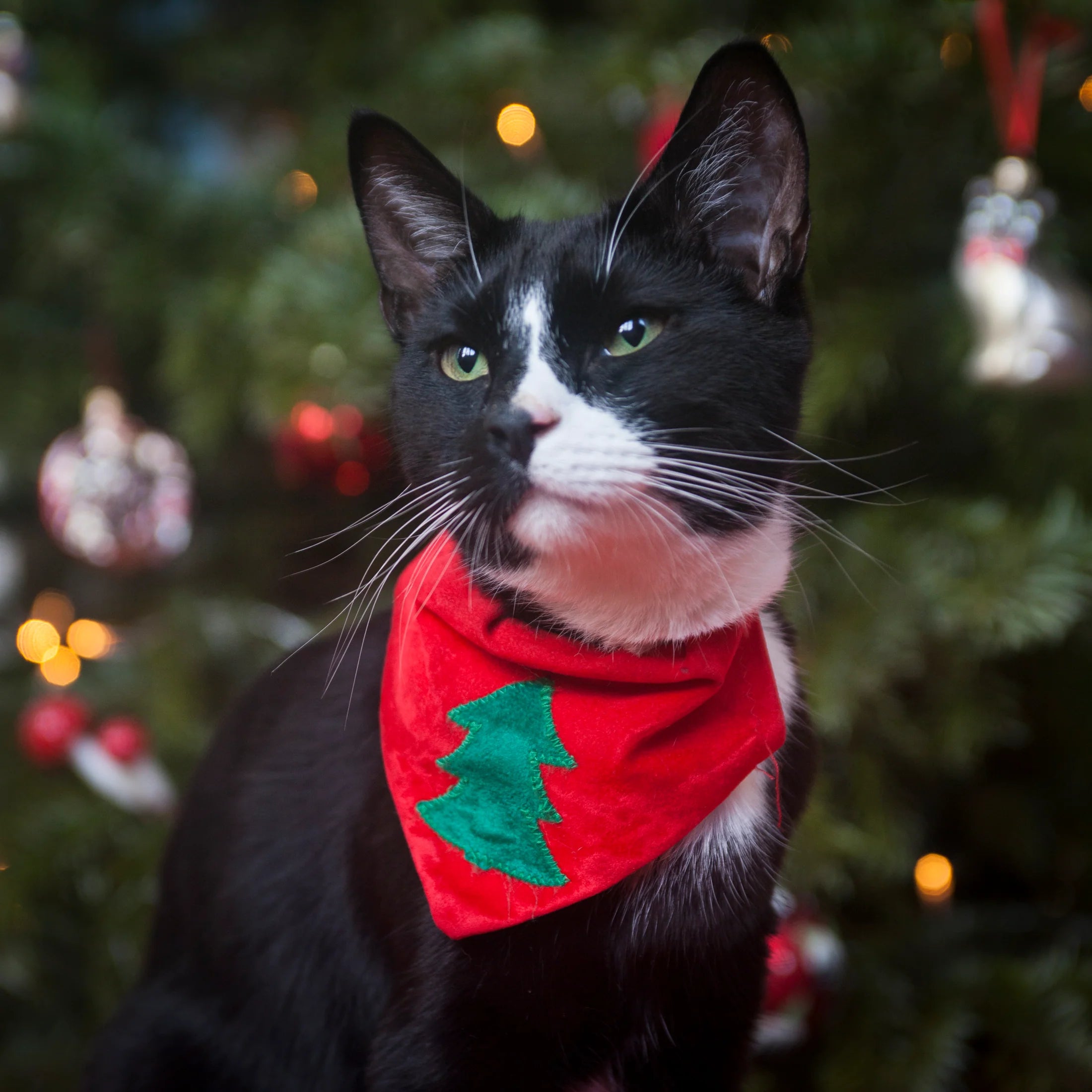 Christmas Tree Cat Bandana