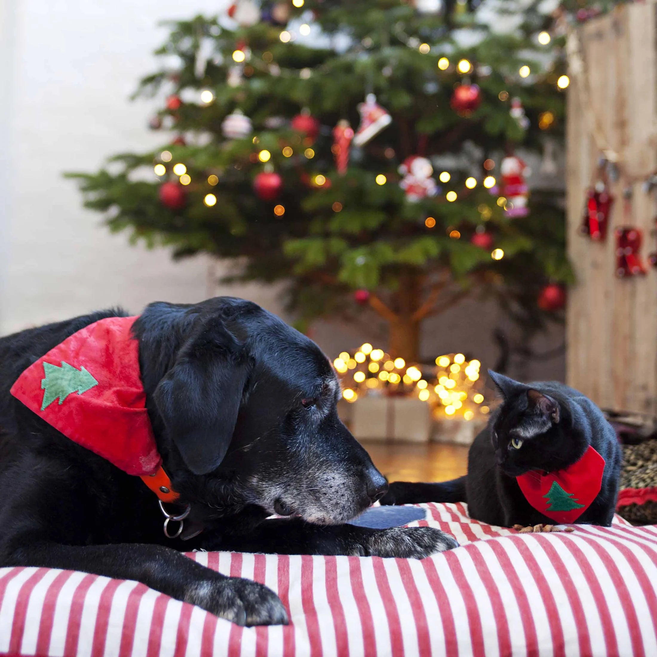 Christmas Tree Cat Bandana