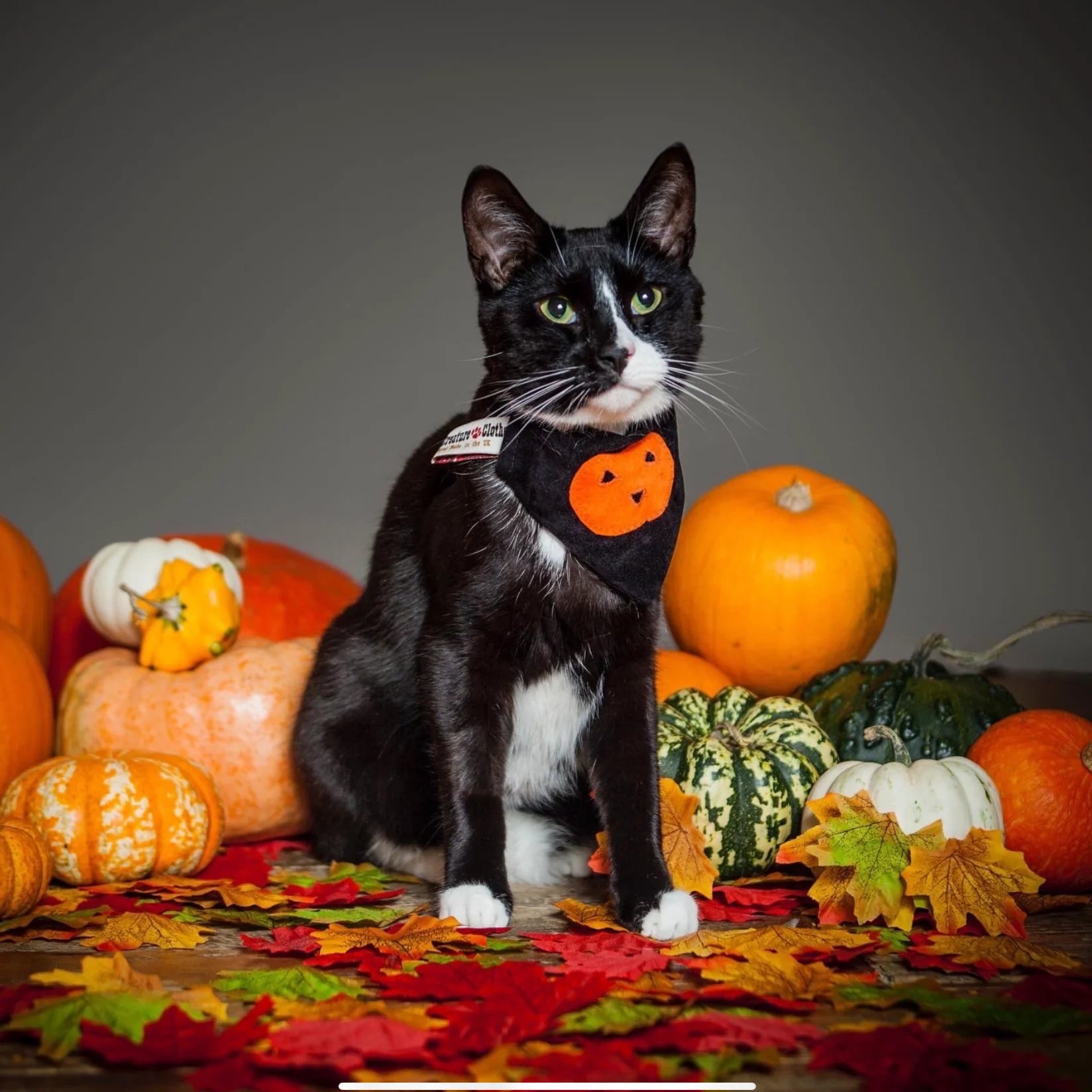 Pumpkin Cat Bandana