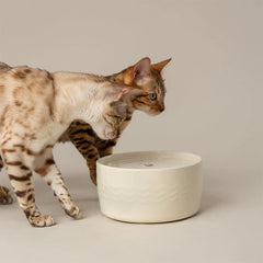 Icon Cat Water Fountain 20cm - Cream