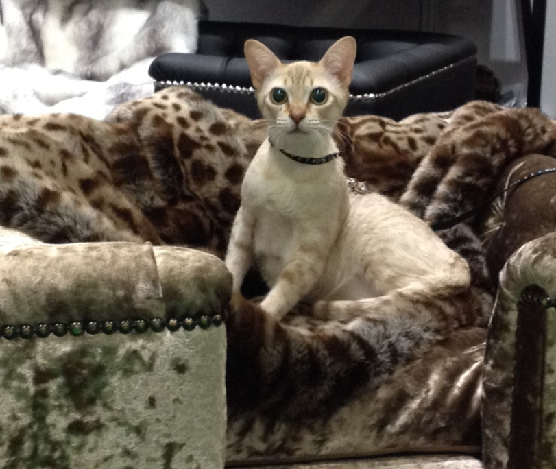 Sandringham Cat Chesterfield Truffle Crushed Velvet