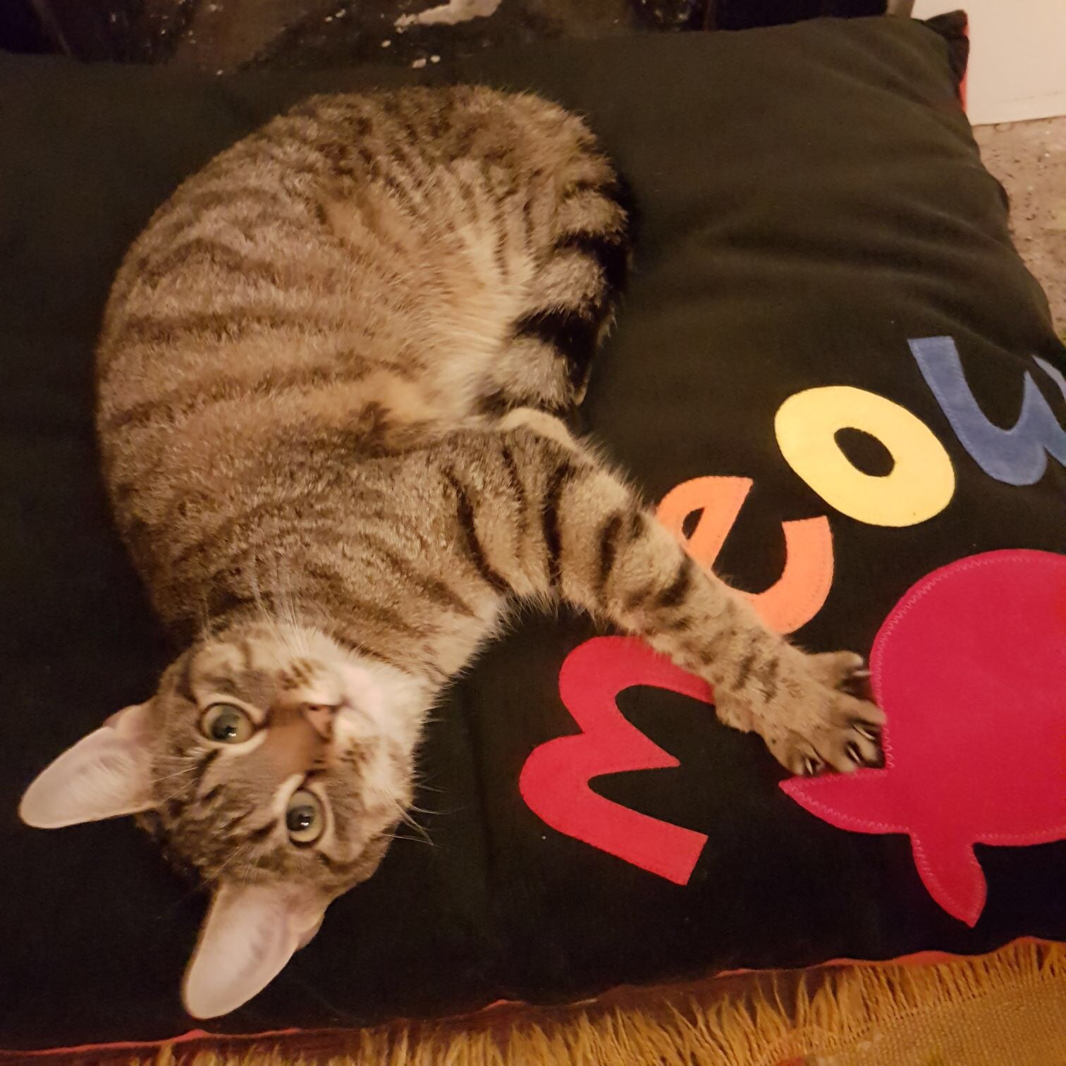 Rainbow Meow Cat Nappa by Creature Clothes