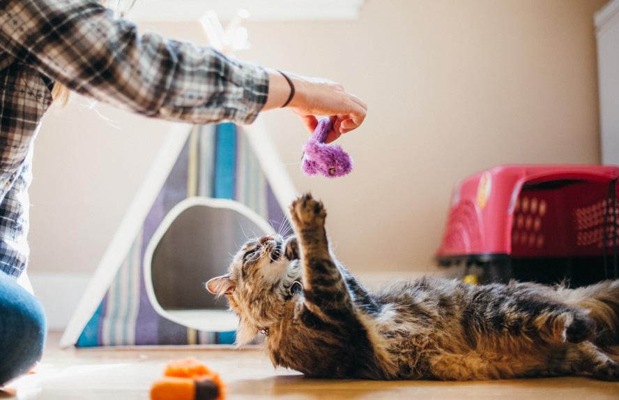 PLAY Feline Frenzy Worms Cat Toy Set of 2