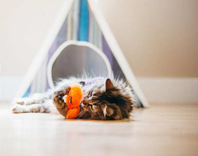 PLAY Feline Frenzy Worms Cat Toy Set of 2