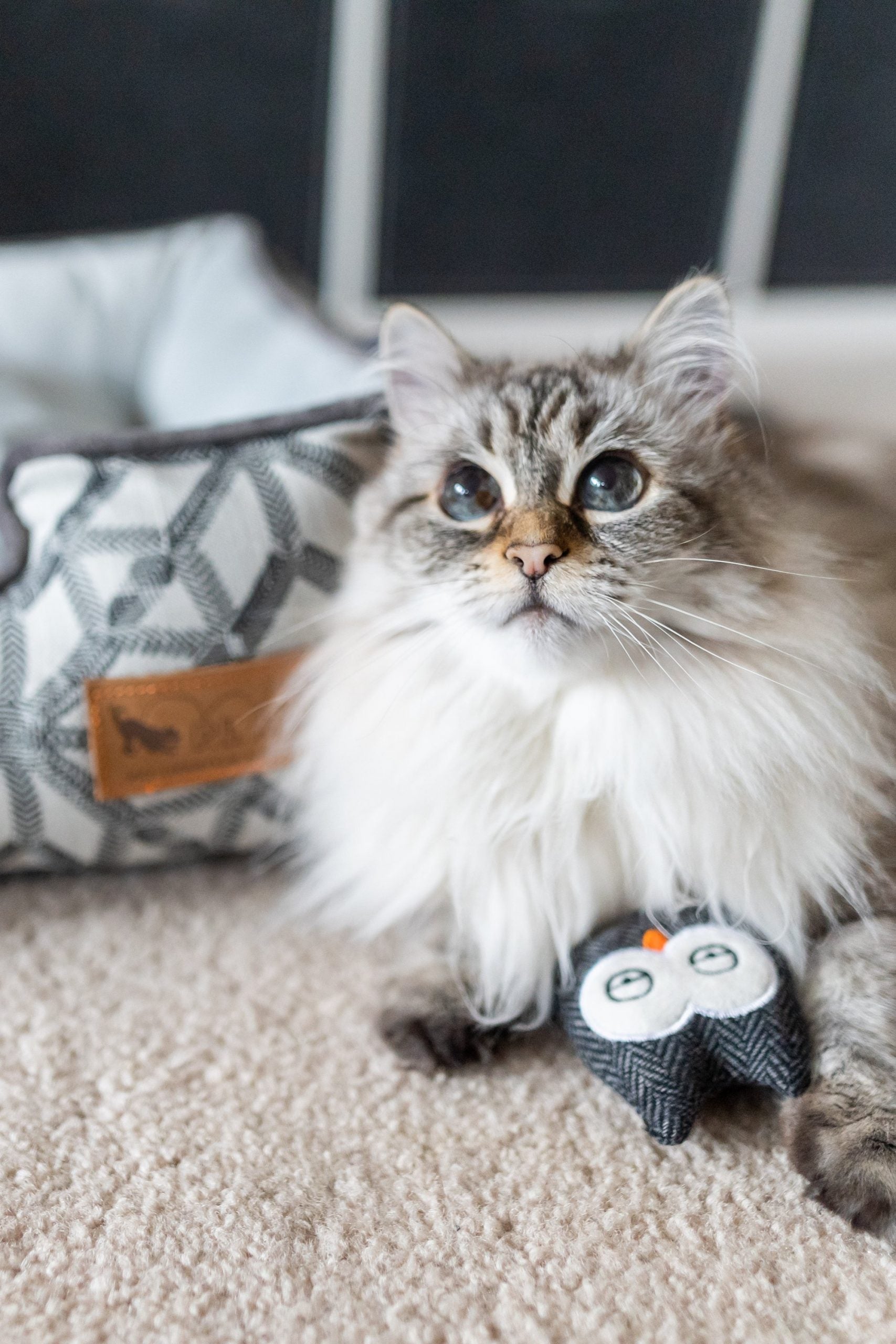 PLAY Feline Frenzy Hooti-ful Owls Catnip Toys