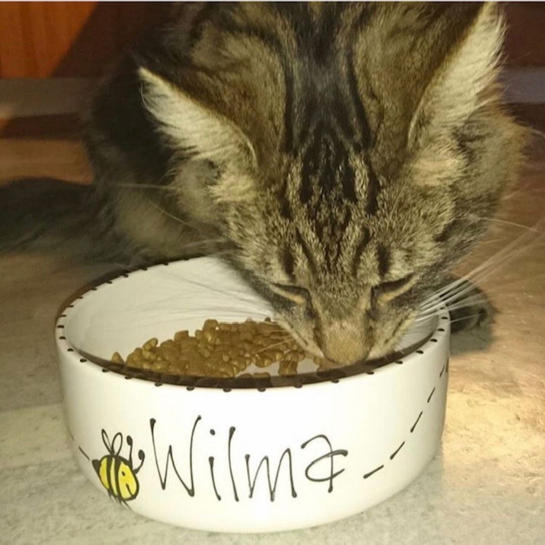 Personalised Bumble Bee Design Cat Bowl 5